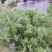 Borievka prostredná (Juniperus x Media) ´PFITZERIANA AUREA´- výška 60-80 cm, kont. C90L - BONSAJ